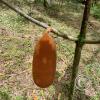 Monte Alto Mariposario - Cacao 21