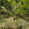 Monte Alto Mariposario - Cacao tree 20