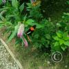 Monte Alto Mariposario 13