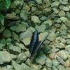 Monte Alto Mariposario 19