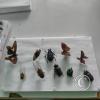 Monte Alto Mariposario 5