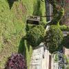 Plaza de Armas at Av Leopoldo Krausse and Jiron Cooperativa (7)