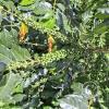 coffee tree (3)