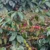 coffee tree