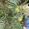 weird flower
