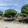 The Town Plaza (2)