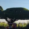 Airplane Tree at Alfonso Ugarte and Angamos (2)