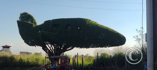 Airplane Tree at Alfonso Ugarte and Angamos (2)