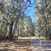 Lots of Pine trees