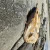Old dead whate (2)