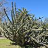 Uruguayan columnar cactus