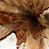 big-cedar-tree---looking-up-inside-the-trunk_17486819974_o