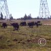 cows-at-powerline-road2