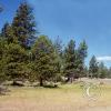 meadow