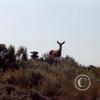 deer3_17921661489_o