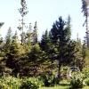 forest_17485296214_o