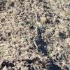 snake2_17920423430_o
