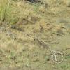 snake3_18108136675_o