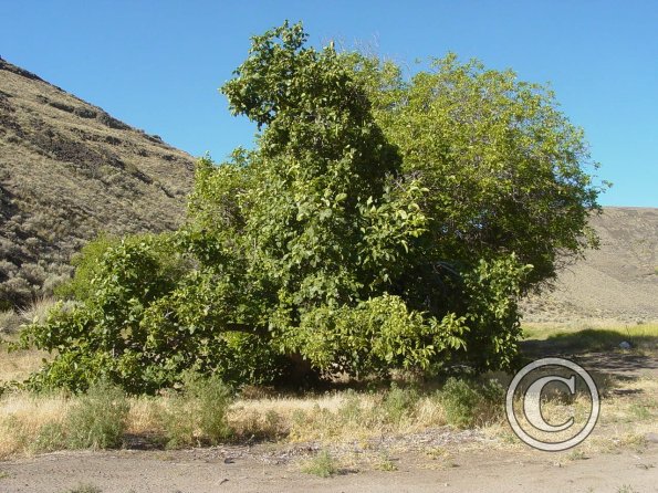 walnut-trees-at-old-homestead-by-inlet_17922108869_o