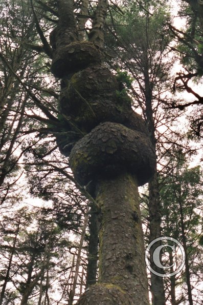 tree with tumors