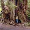 big cedar tree - cheryl