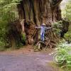 big cedar tree - chip
