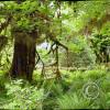 hoh rain forest 1