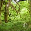hoh rain forest 2