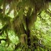 hoh rain forest 3