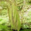 hoh rain forest 7