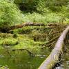 hoh rain forest 8
