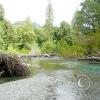 lena creek campground hamma hamma river 2