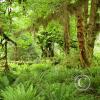 moss hanging from trees 2