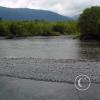 quinalt river 4