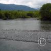 quinalt-river-4_17489340643_o
