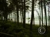 ruby-beach-from-the-woods-large_21692674293_o
