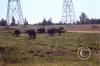 cows-at-powerline-road_17921637969_o