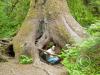 hoh rain forest - cheryl inside big tree roots
